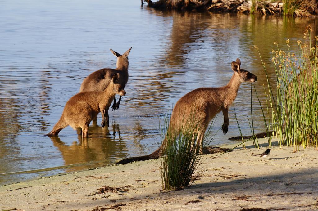Nrma Myall Shores Holiday Park Bulahdelah Exterior foto